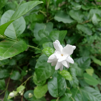 Arabian Jasmine