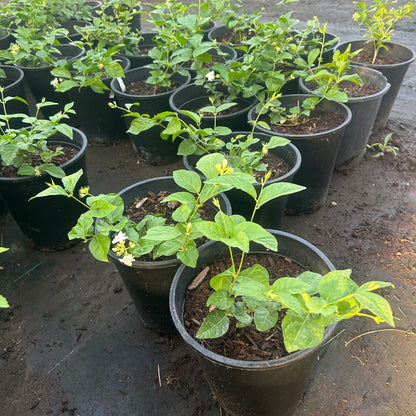 5 gallon Arabian Jasmine (Jasminum sambac) in nursery pot — Phoenix, AZ