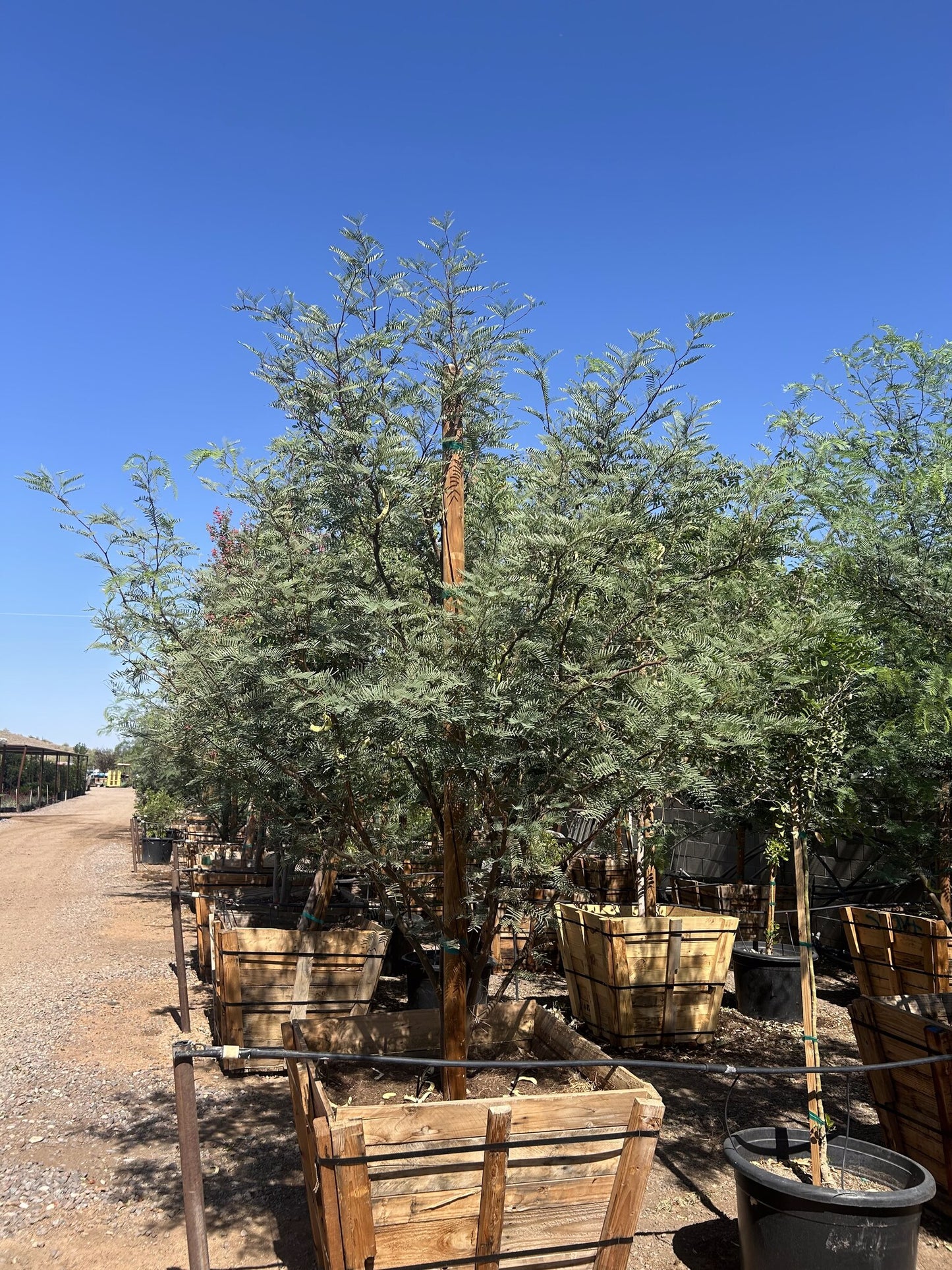 Argentine King Mesquite CCF 36" Box
