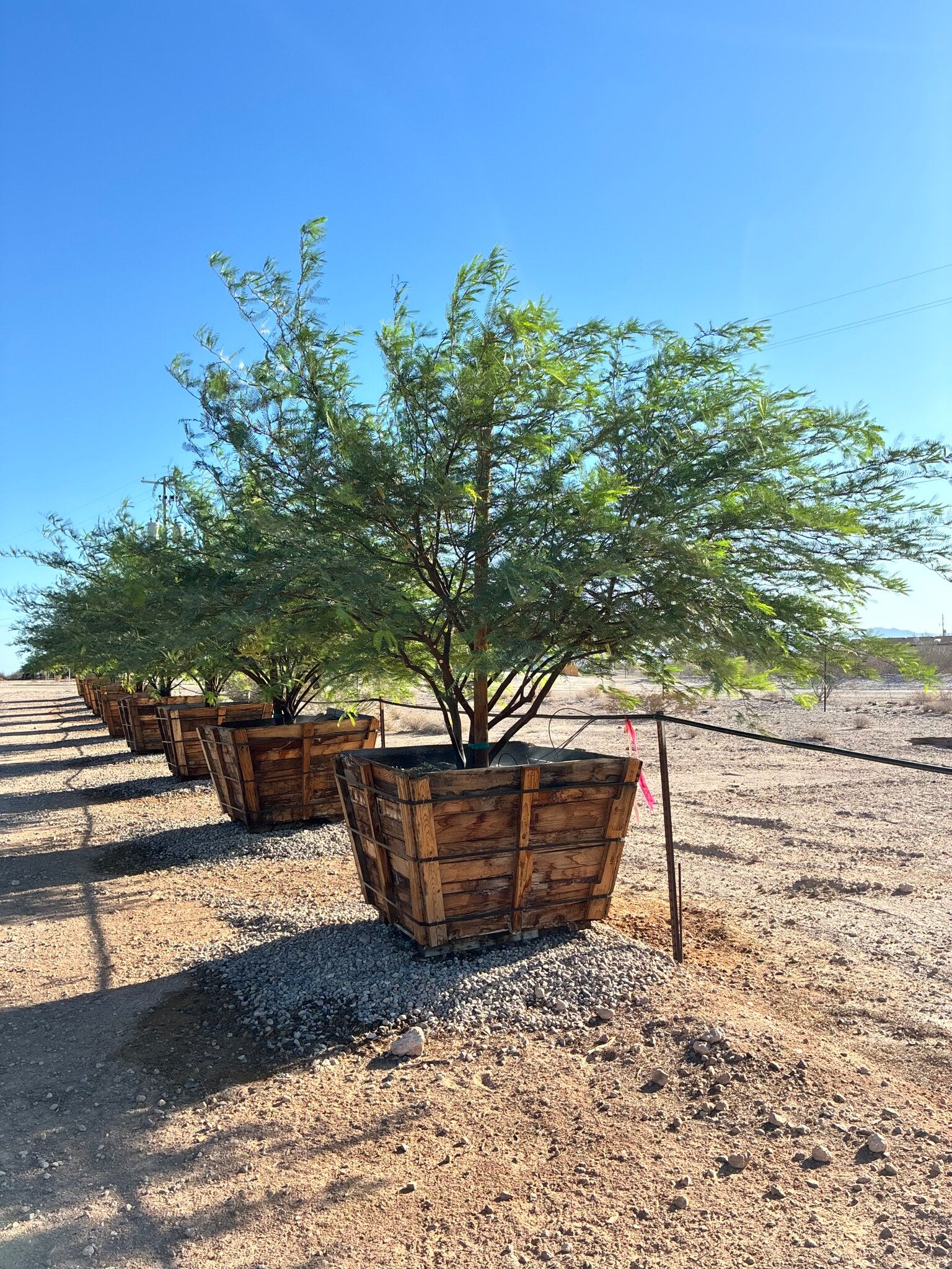 Argentine King Mesquite CCF