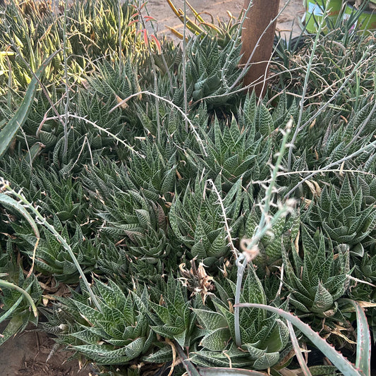 1 gallon Lace Aloe (Aristaloe aristata) in nursery pot — Phoenix, AZ