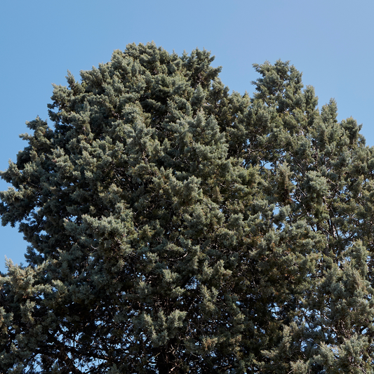 Arizona Cypress