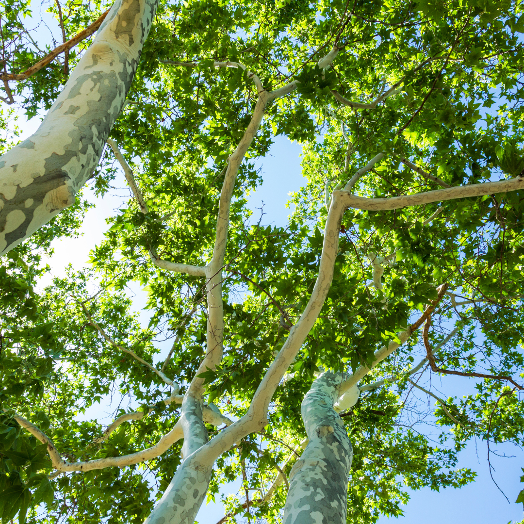 Arizona Sycamore