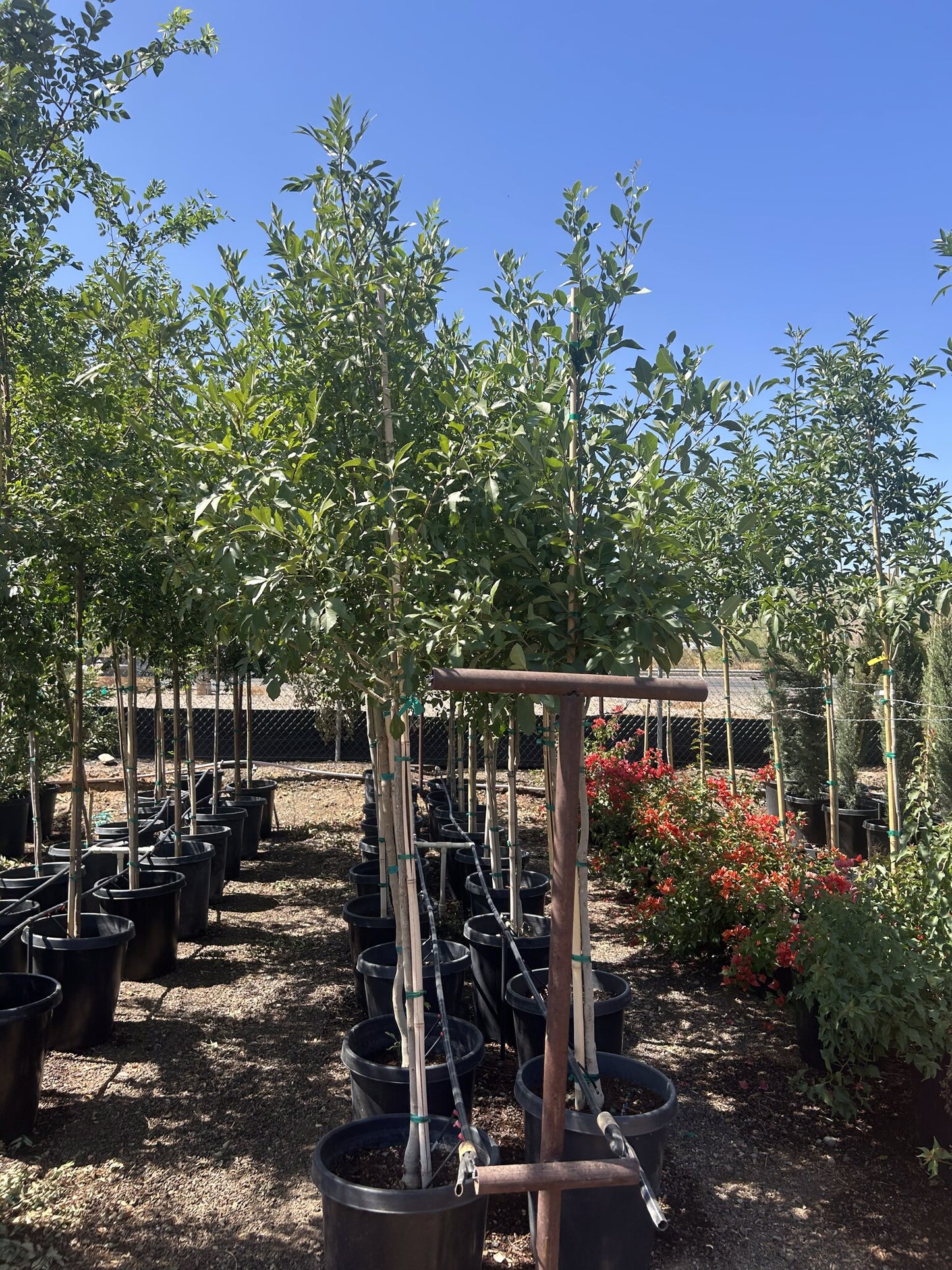 Arizona Ash