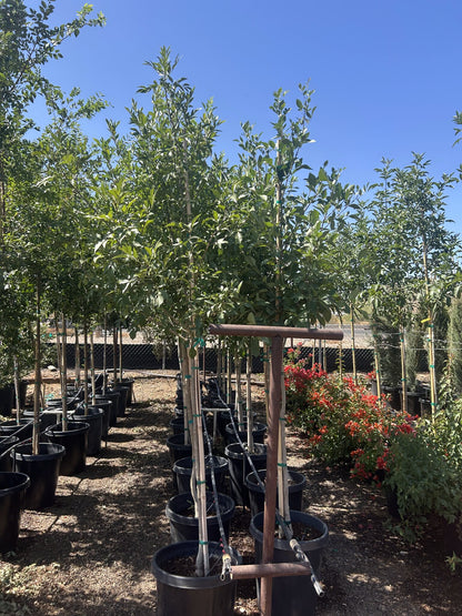 Arizona Ash