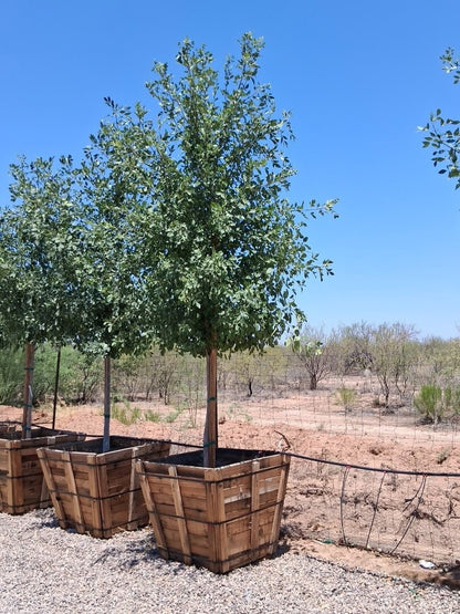 Arizona Ash
