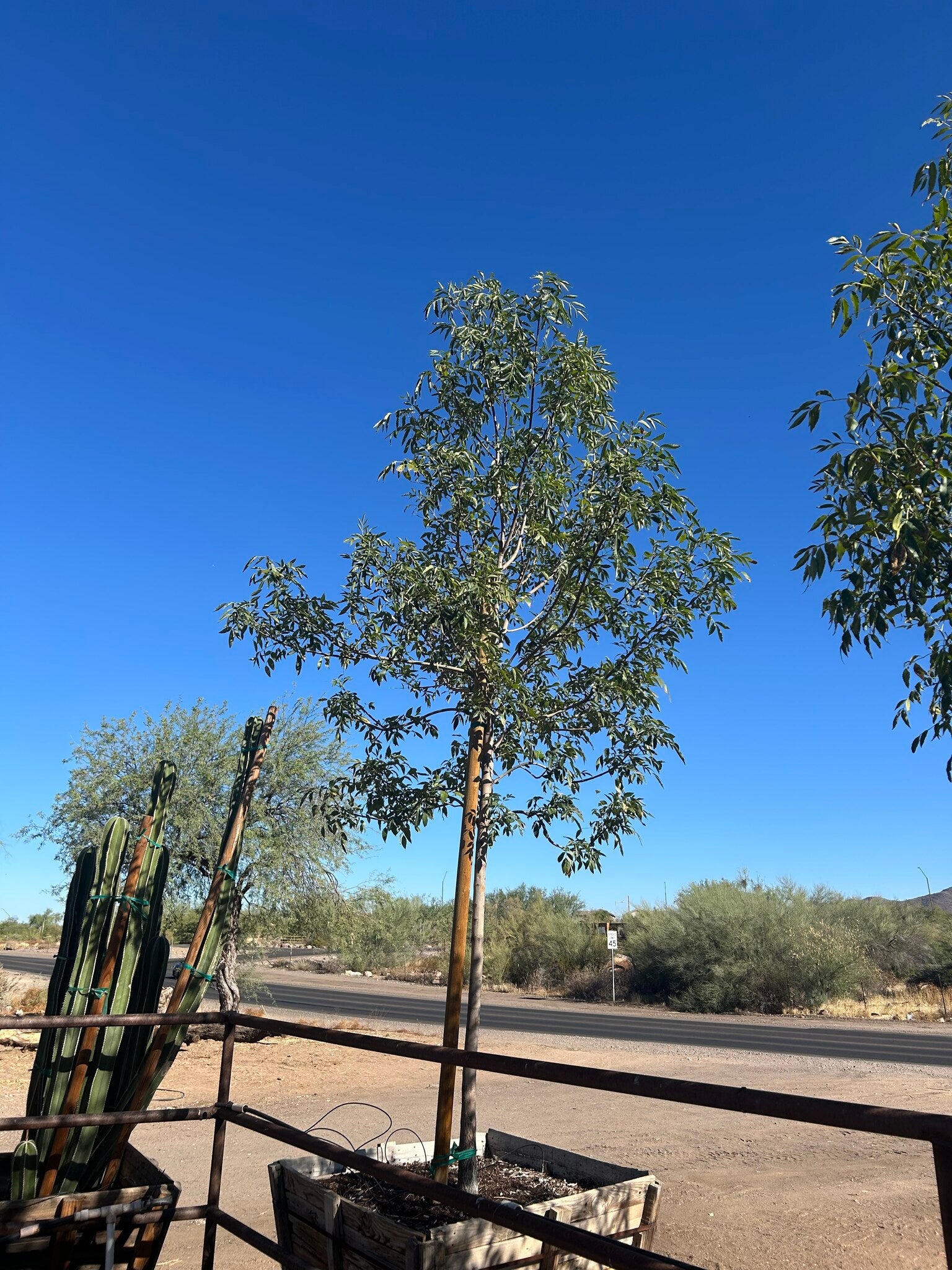 Arizona Ash - 48"