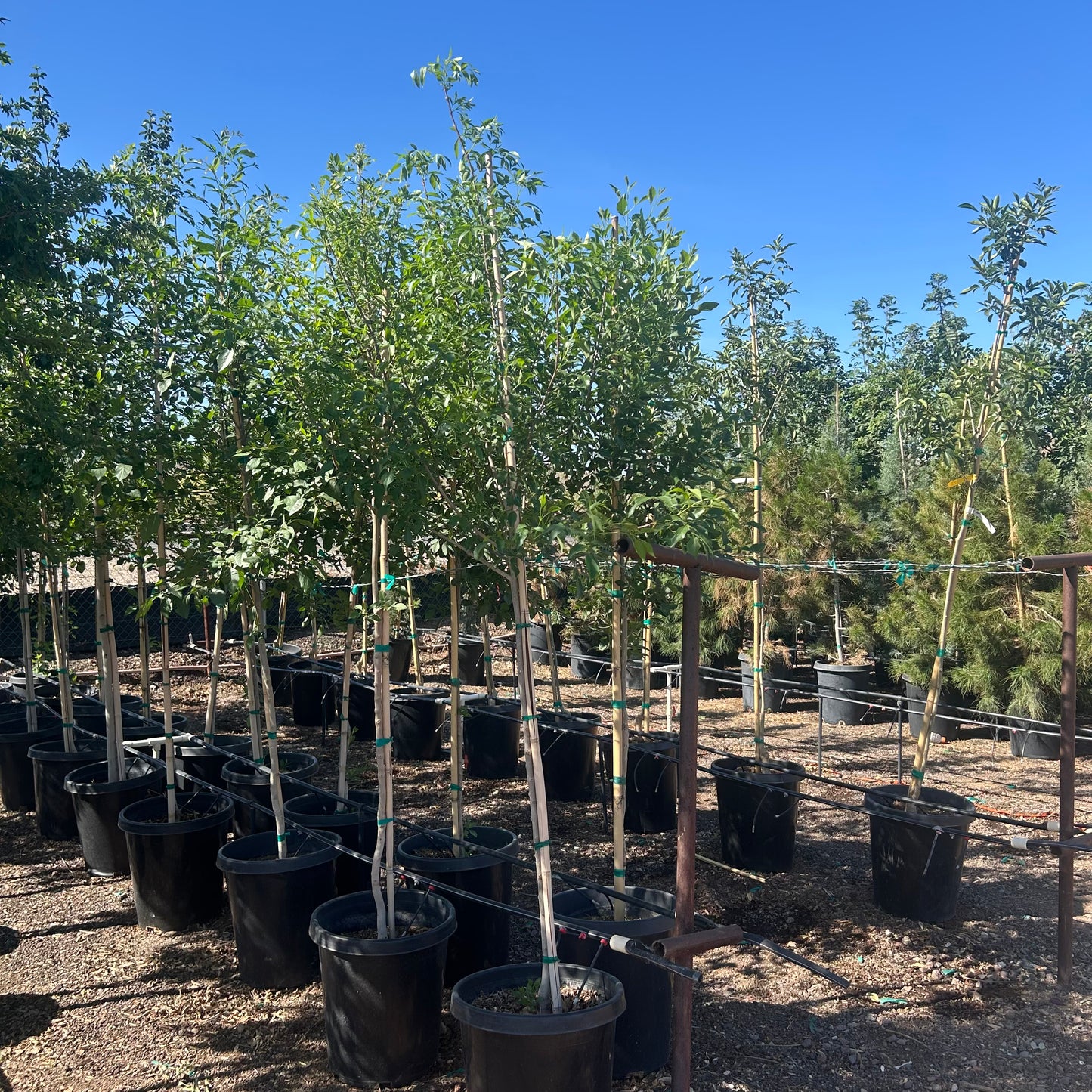 15 gallon Arizona Ash (Fraxinus velutina) in nursery pot — Phoenix, AZ