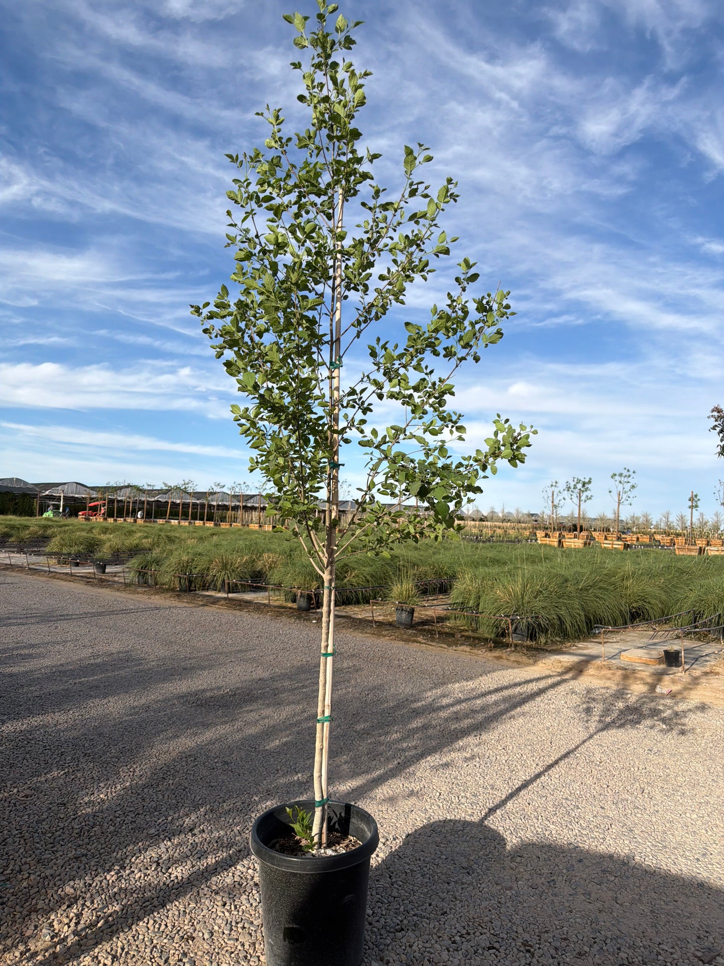 15 gallon Arizona Ash tree (Fraxinus velutina) in nursery — Phoenix, AZ