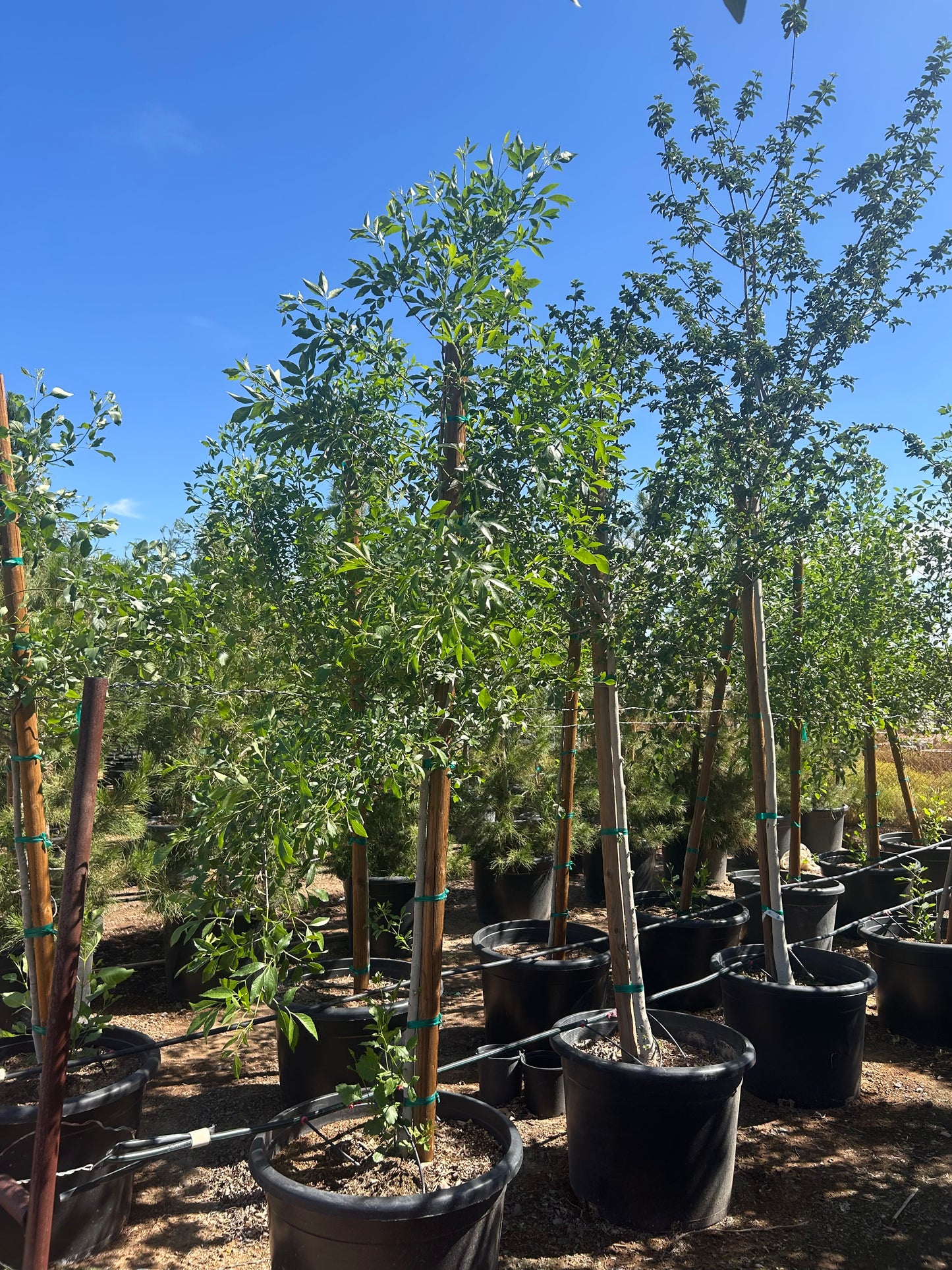 25 gallon Arizona Ash (Fraxinus velutina) in nursery pot — Phoenix, AZ