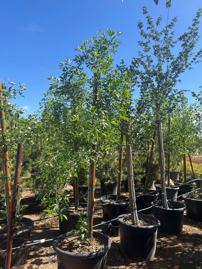 25 gallon Arizona Ash (Fraxinus velutina) in nursery pot — Phoenix, AZ