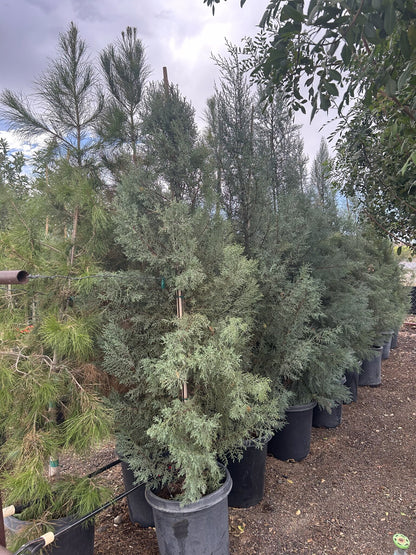 Arizona Cypress 10/15 Gallon