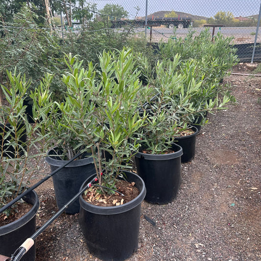 15 gallon Arizona Rosewood Tree (Vauquelinia californica) in nursery pot — Phoenix, AZ