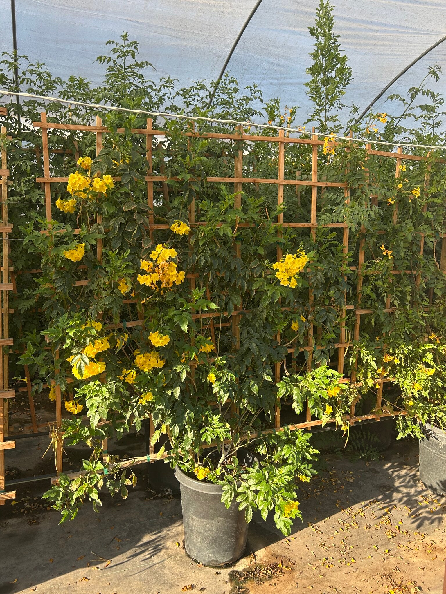 Arizona Yellow Bells (wide leaf) Espalier