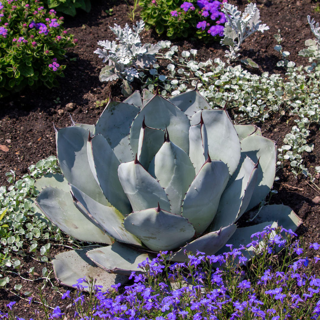 Artichoke Agave