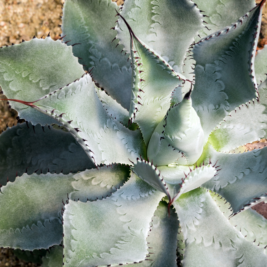 Agave Potatorum