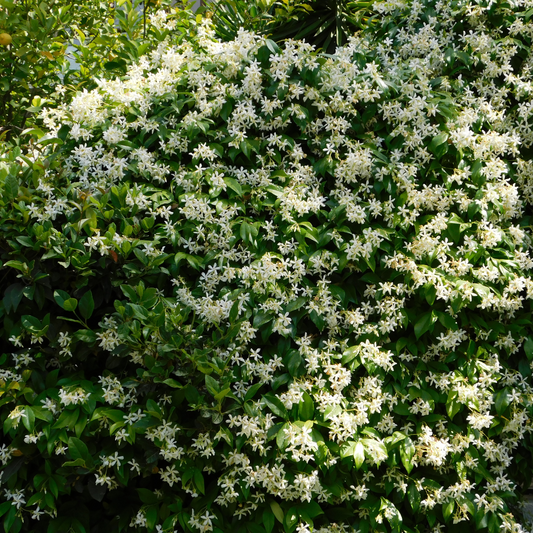 Asian Jasmine