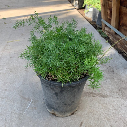 Asparagus Fern
