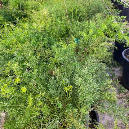 Asparagus Fern