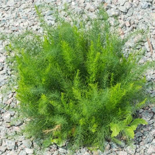 Asparagus Fern