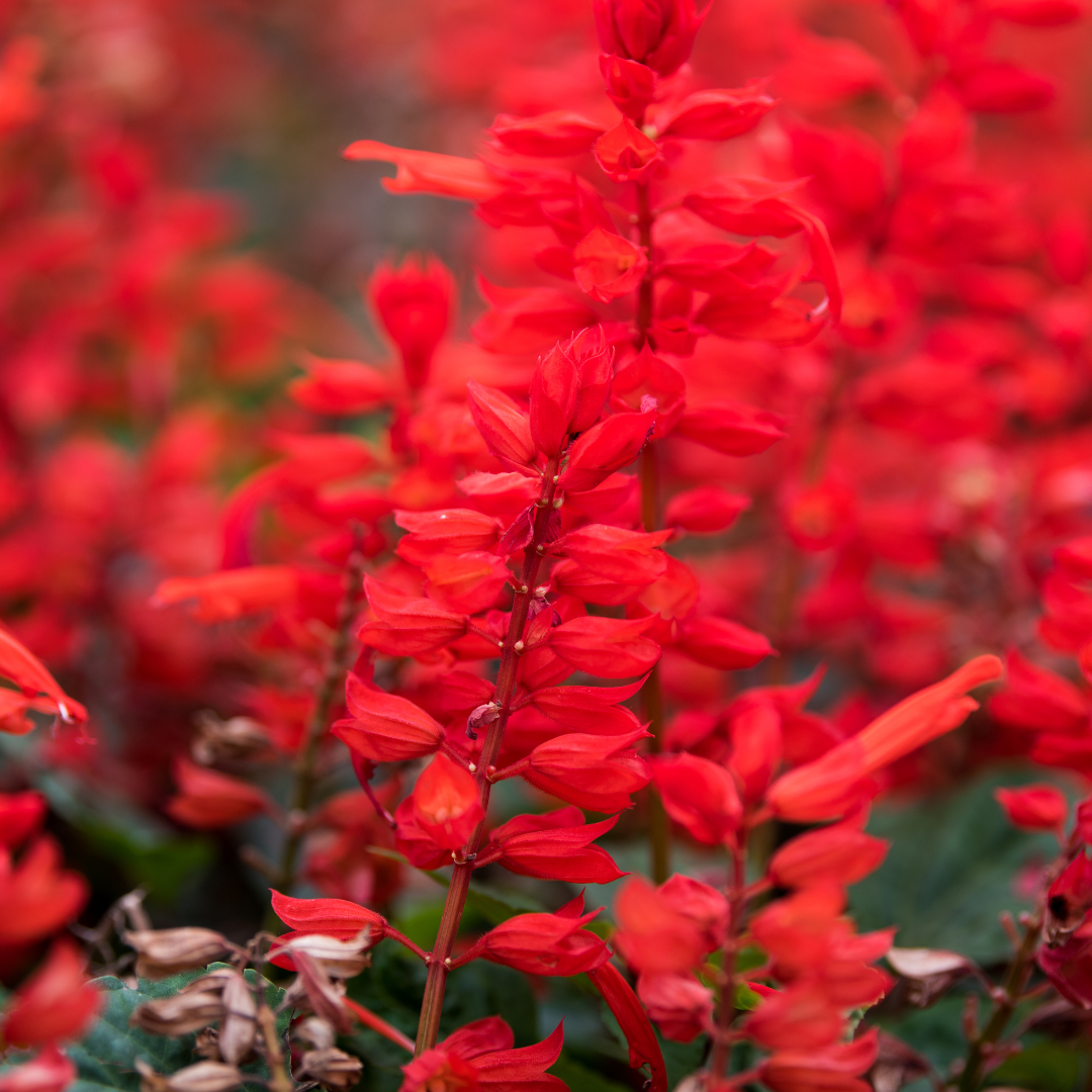 Autumn Sage Red