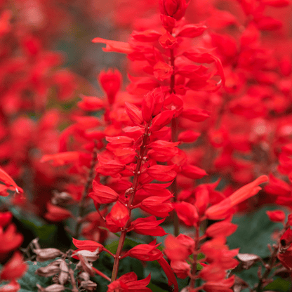 Autumn Sage Red (Salvia greggii) close-up of vivid red tubular blooms with green foliage — Phoenix, AZ
