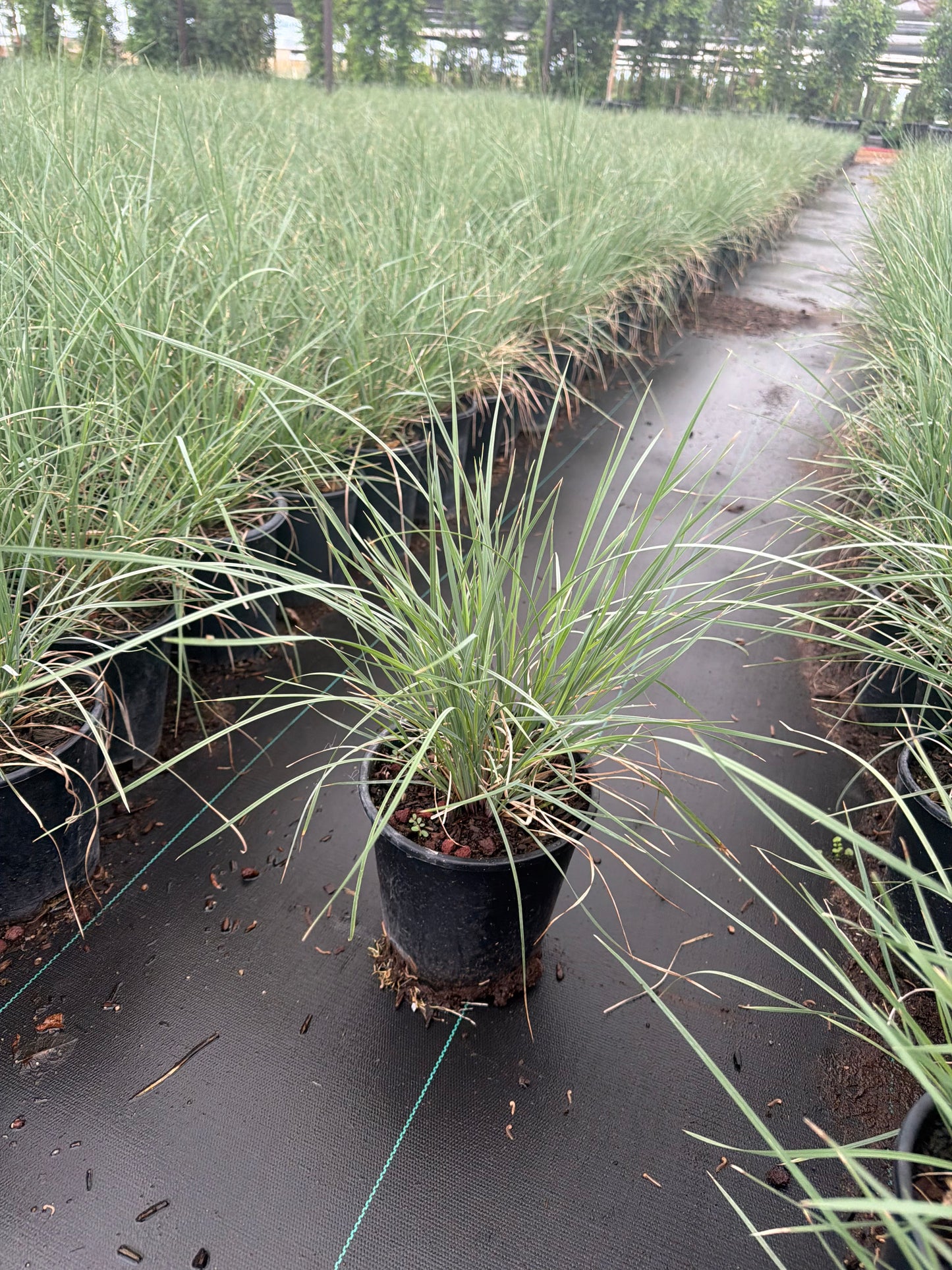 1 gallon Autumn Glow Muhlenbergia (Muhlenbergia capillaris 'Autumn Glow') in nursery pot — Phoenix, AZ