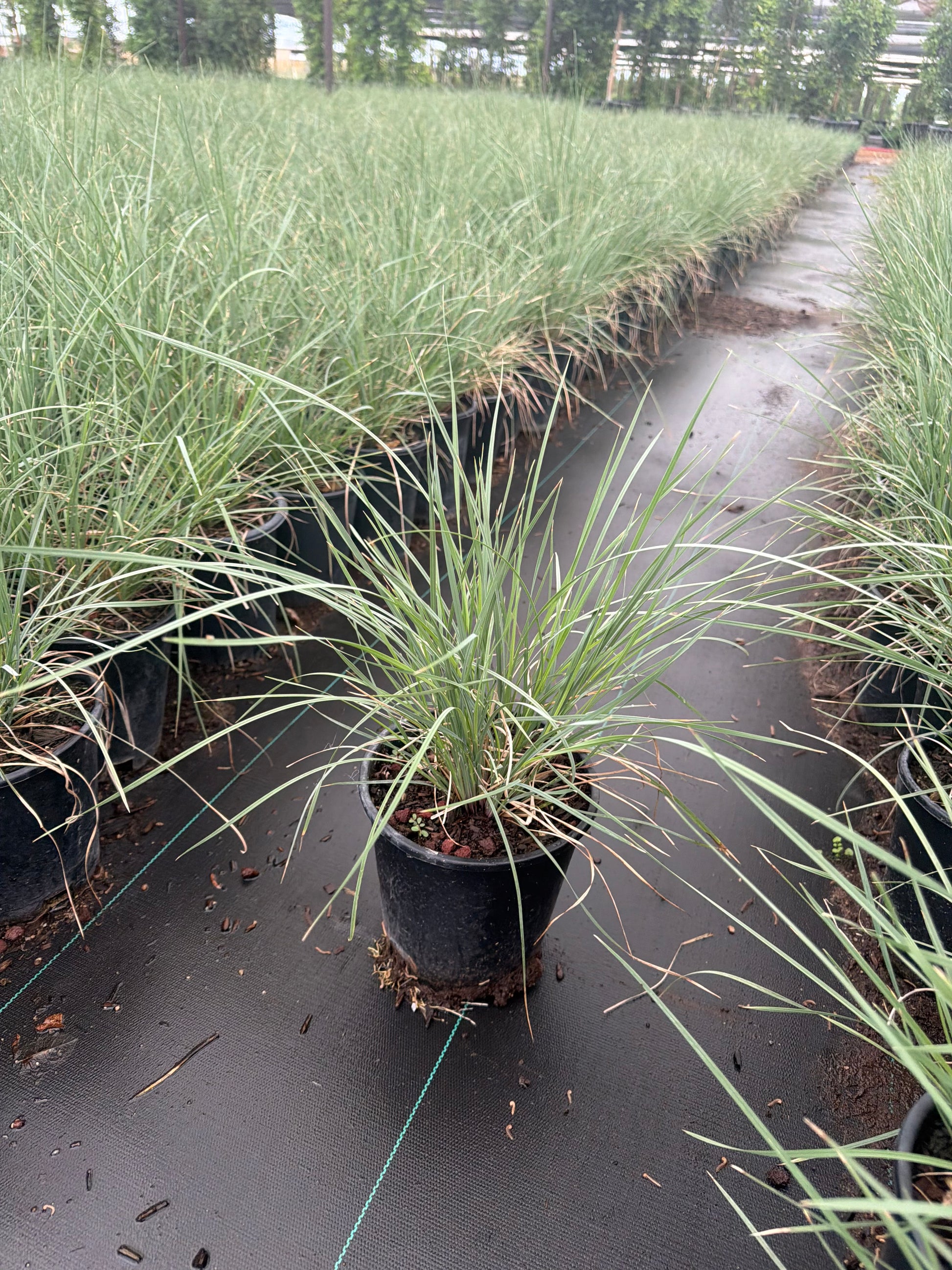 1 gallon Autumn Glow Muhlenbergia (Muhlenbergia capillaris 'Autumn Glow') in nursery pot — Phoenix, AZ