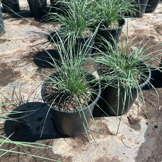 5 gallon Autumn Glow Muhly Grass (Muhlenbergia capillaris 'Autumn Glow') in nursery pot — Phoenix, AZ