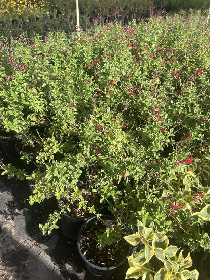 Autumn Sage - Red