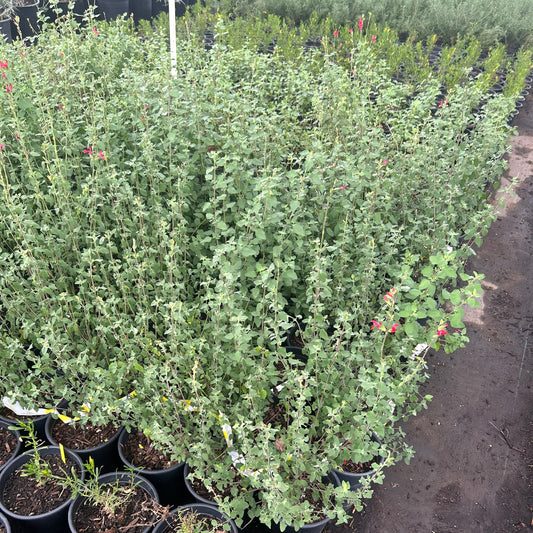 1 gallon Autumn Sage Hot Lips (Salvia greggii 'Hot Lips') in nursery pot — Phoenix, AZ