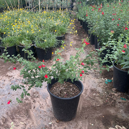 5 gallon Red Autumn Sage (Salvia greggii) in nursery pot — Phoenix, AZ