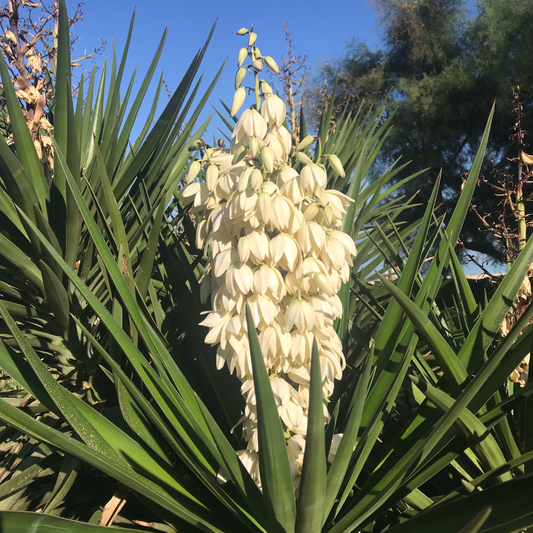 Banana Yucca