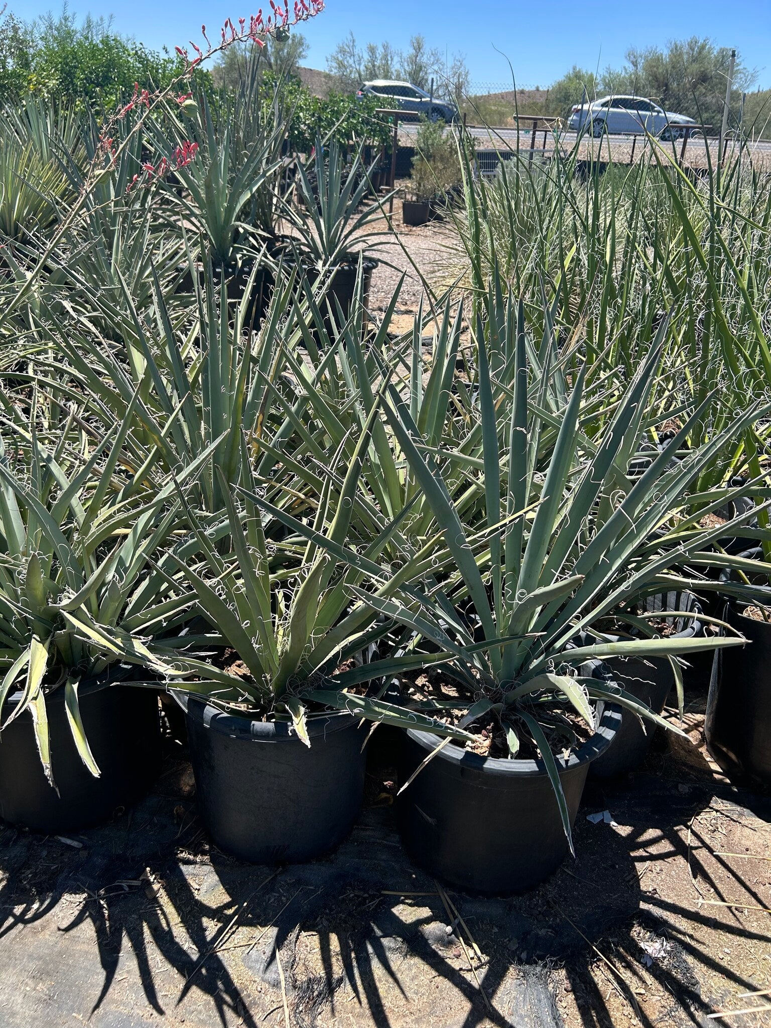 Banana Yucca - 10/15 Gallon
