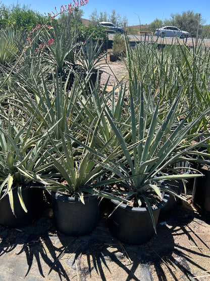Banana Yucca - 10/15 Gallon