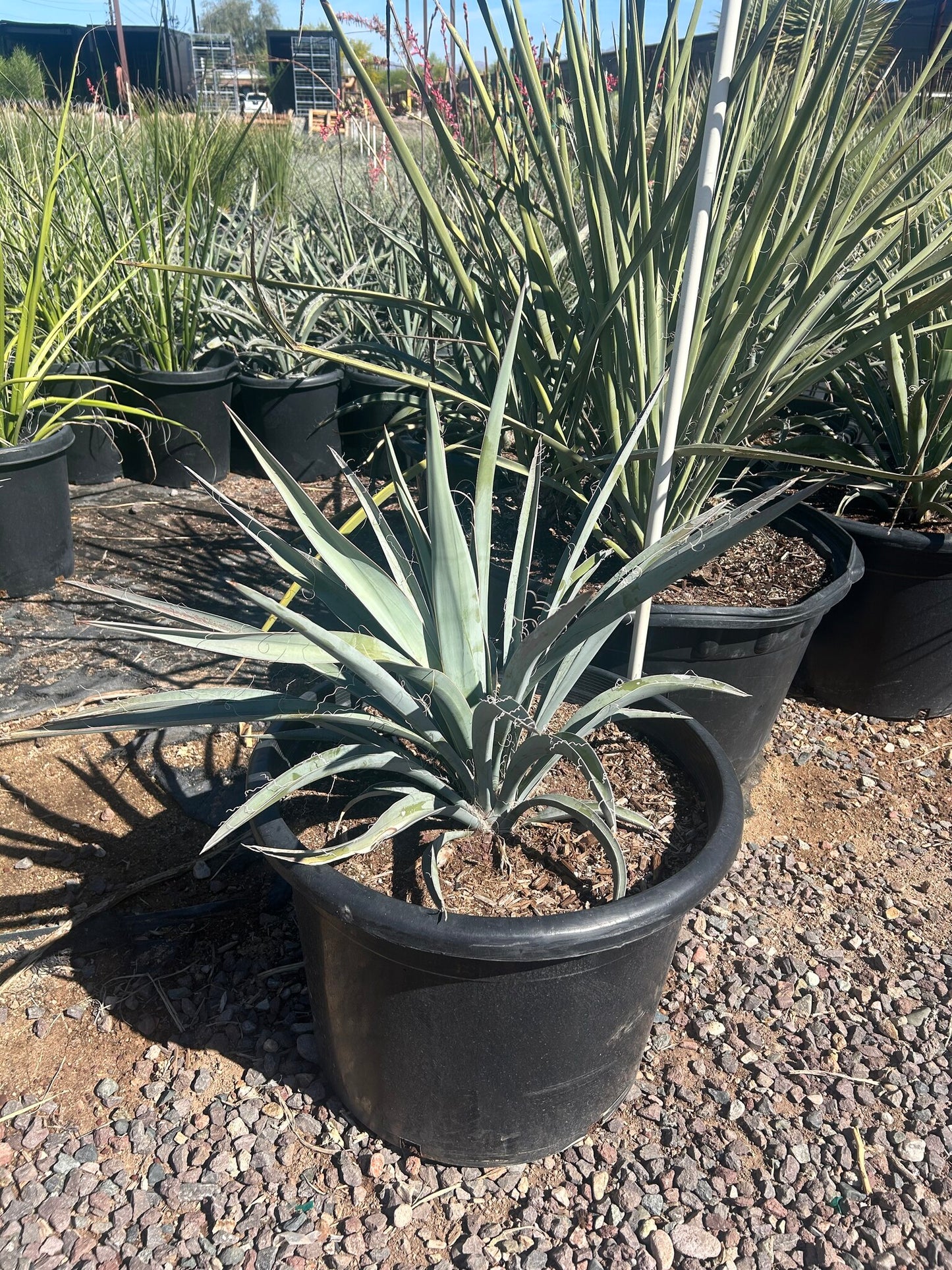 Banana Yucca - 25 Gallon