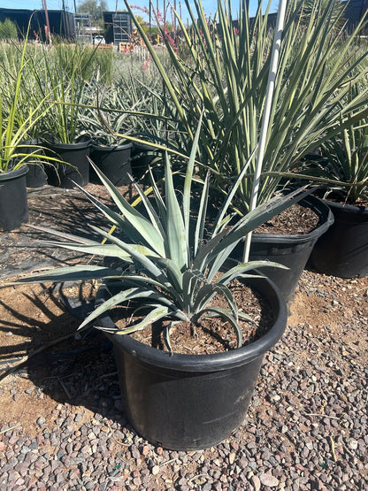 Banana Yucca - 25 Gallon