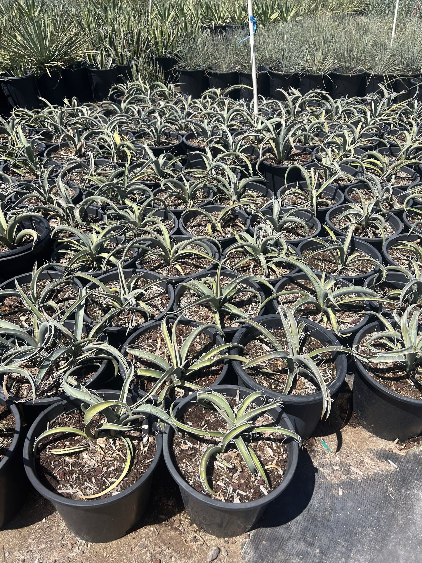 Banana Yucca