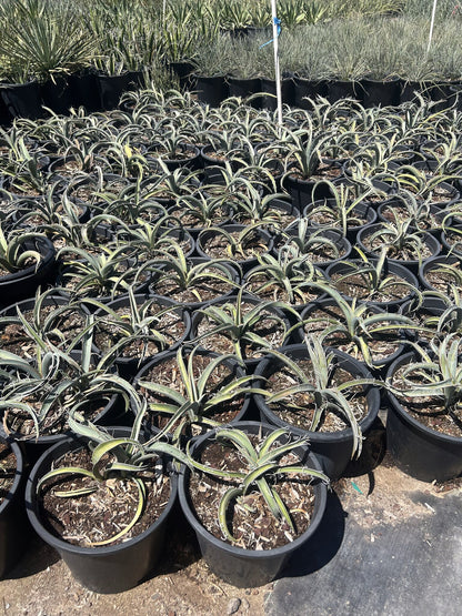 Banana Yucca