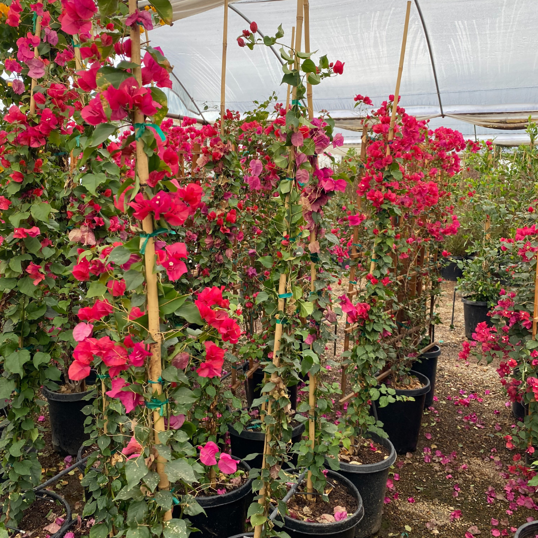 Barbara Karst Bougainvillea-Staked