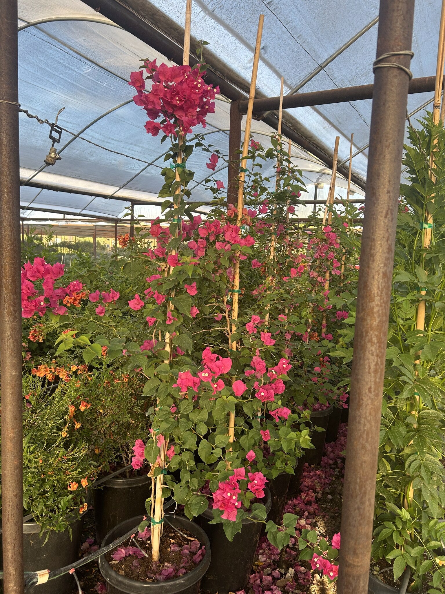 Barbara Karst Bougainvillea 10/15 Gallon