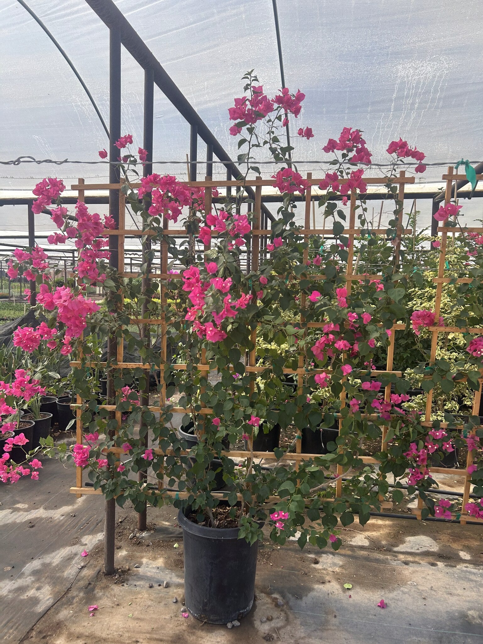 Barbara Karst Bougainvillea trained along a wall with masses of magenta-red bracts