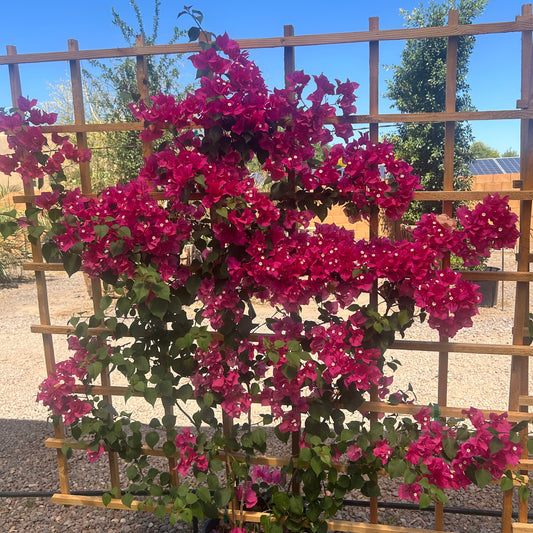 Barbara Karst Bougainvillea Espalier with vivid magenta-red bracts on wooden trellis in nursery — Phoenix, AZ