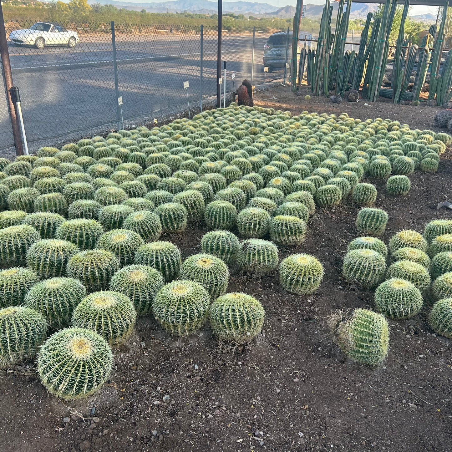 Bareroot Golden Barrel Cactus (Echinocactus grusonii) — Phoenix, AZ