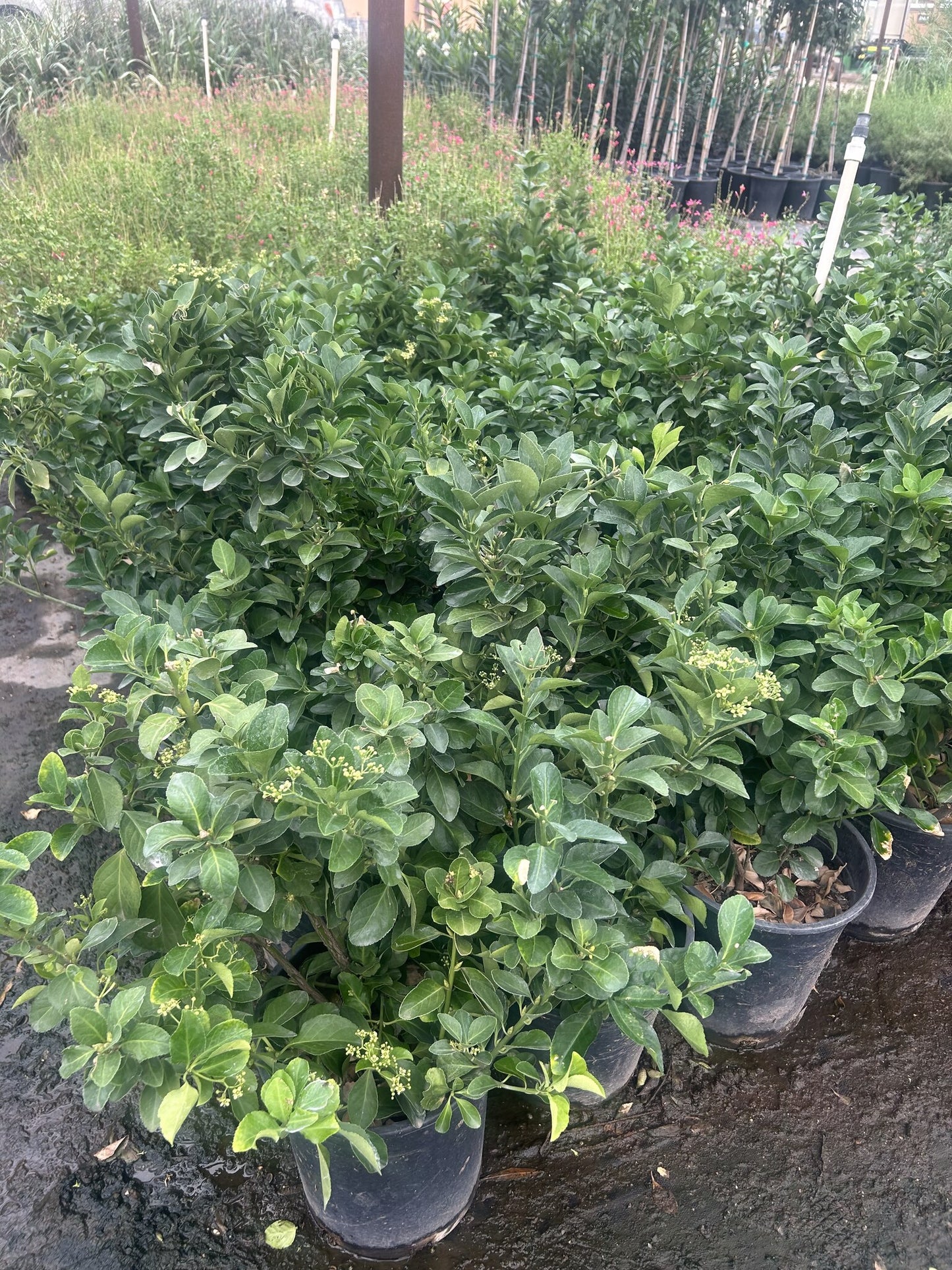 Bay Breeze Indian Hawthorn - 3/5 Gallon