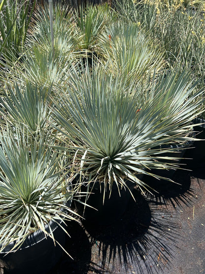 Beaked Yucca