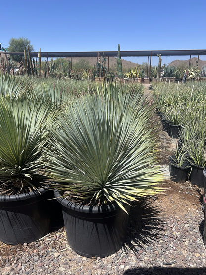 Beaked Yucca - 25 Gallon