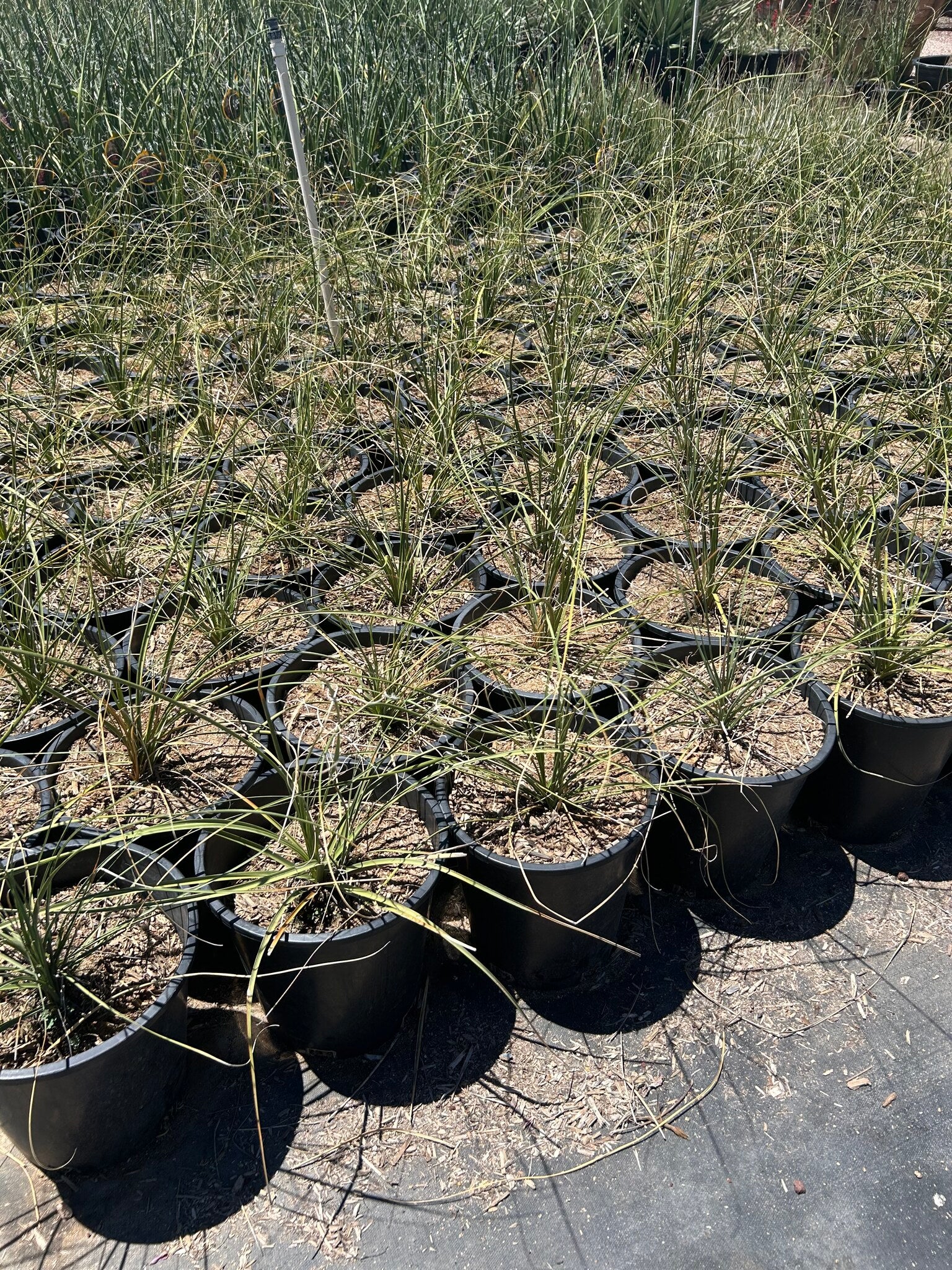Bear Grass - 3-5 Gallon