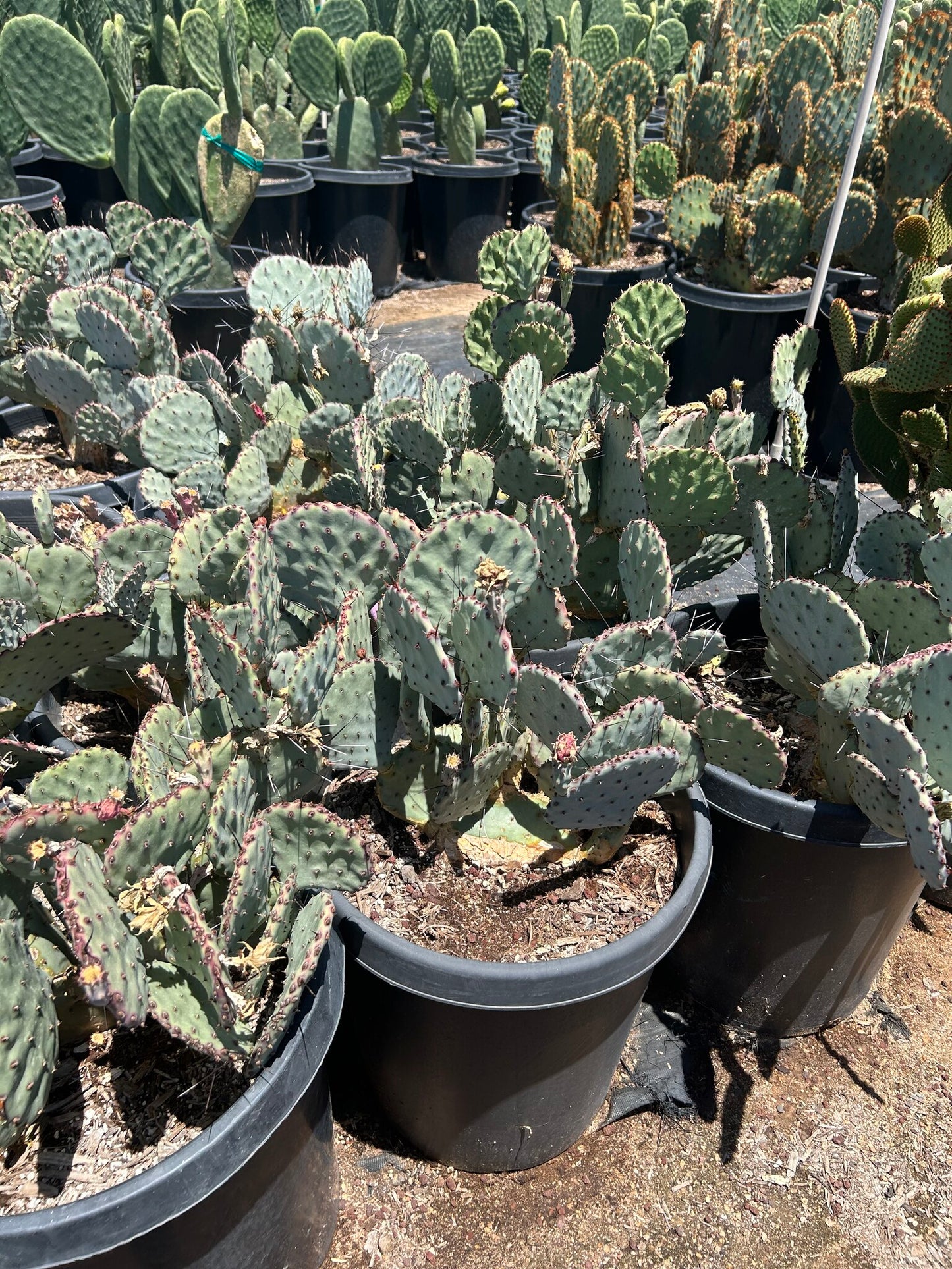Beaverita Prickly Pear