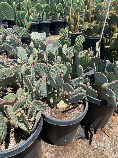 Beaverita Prickly Pear